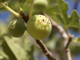 آغاز عملیات گرده‌افشانی در انجیرستان‌های خفر