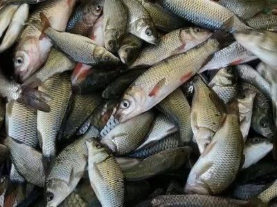 رهاسازی نزدیک به ۱.۵ میلیون قطعه بچه ماهی در استخر های فارس