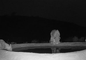 ثبت تصاویر سه پلنگ ایرانی در منطقه شکار ممنوع کوه هوا – لامرد