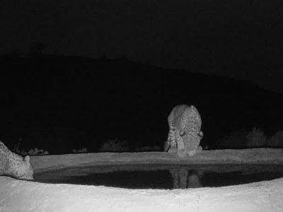 ثبت تصاویر سه پلنگ ایرانی در منطقه شکار ممنوع کوه هوا – لامرد