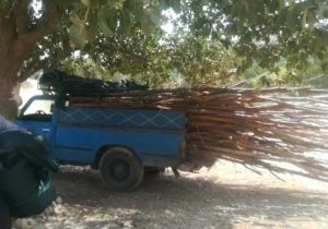 جمع‌آوری آلاچیق‌های بالادست روستای سبوک شیراز