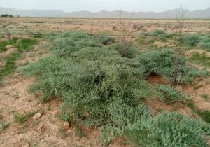 نی‌ریز قطب تولید آنغوزه تلخ کشور