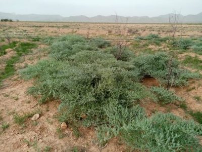 نی‌ریز قطب تولید آنغوزه تلخ کشور