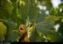 بازدید آموزشی باغداران ممسنی از انجیرستان دیم استهبان