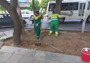 گام بلند شهرداری منطقه یک در احیای فضای سبز بلوار زند