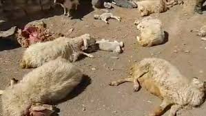 تلف شدن بیش از ۱۰۰ رأس دام پس از چرا و نوشیدن آب