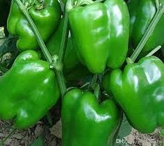 صادرات بالغ بر ۵۰۰ تن فلفل دلمه‌ای از نی‌ریز به خارج از کشور