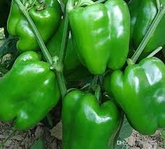 صادرات بالغ بر ۵۰۰ تن فلفل دلمه‌ای از نی‌ریز به خارج از کشور