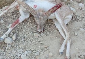 دستگیری شکارچیان غیر مجاز در فراشبند