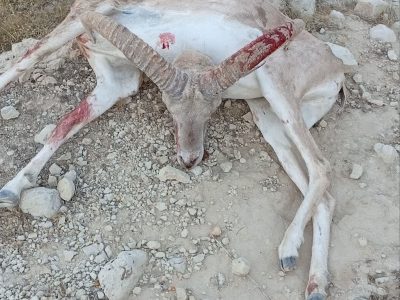 دستگیری شکارچیان غیر مجاز در فراشبند