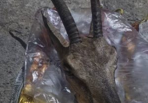 دستگیری شکارچی سابقه‌دار و کشف لاشه بز وحشی در پارک ملی بمو