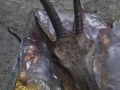 دستگیری شکارچی سابقه‌دار و کشف لاشه بز وحشی در پارک ملی بمو