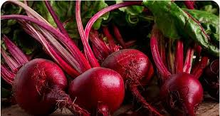 آغاز برداشت چغندرقند از هزار و ۳۵۰ هکتار مزارع ممسنی