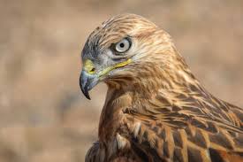 رهاسازی موفقیت‌آمیز سارگپه پس از دو سال تیمار و درمان