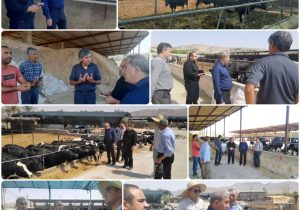 بررسی مسائل و مشکلات چهار واحد گاوداری فعال شهرستان جهرم