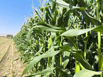 پیش بینی تولید ۲۴۵ هزار تن ذرت علوفه ای در بیضا