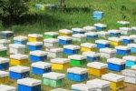 ممنوعیت انتقال و جابجایی کلونیهای زنبور عسل در جهرم