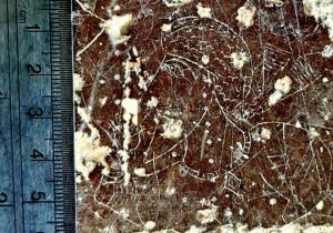 کشف سنگ نگاره سوزنی در مرودشت