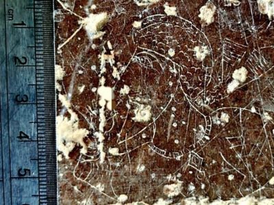 کشف سنگ نگاره سوزنی در مرودشت