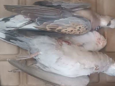 دستگیری متخلف شکار در قیروکارزین