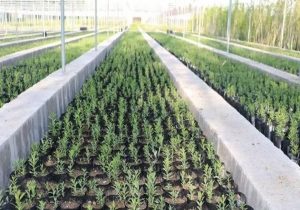 بذرکاری قرارگاه سرو ایران داوطلبان هلال احمر در کازرون