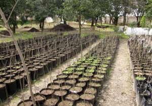 تولید و آماده سازی بیش از ۲۷ هزار نهال در شهرستان بوانات