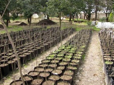 تولید و آماده سازی بیش از ۲۷ هزار نهال در شهرستان بوانات