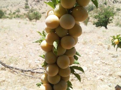 برداشت ۱۶ تن آلو بخارای دیم از باغ‌های نی ریز