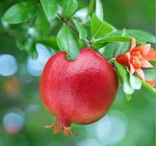 انار رباب نیریز با شهرت جهانی، در معرض تهدید خشکسالی و آفات