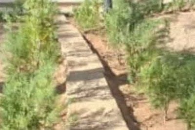 بهسازی پارک قدوسی غربی با کاشت گونه‌های مناسب در منطقه یک شیراز