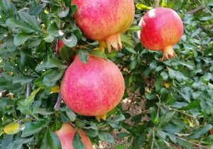 انار رباب نی‌ریز با شهرت جهانی، در معرض تهدید خشکسالی و آفات