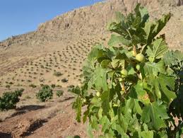 اعطای گواهی ثبت انجیر دیم استهبان به ایران