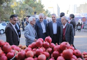 باغات شیراز؛ تپش ماندگار انار، خرمالو و حافظه سبز شهر