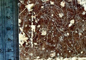 کشف نگاره سوزنی در صخره‌های شهر استخر فارس