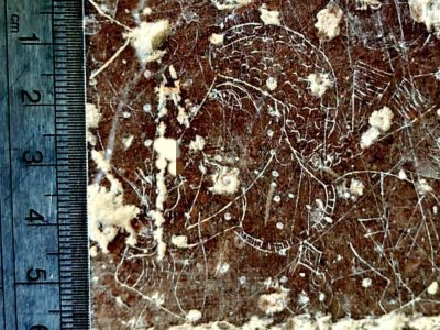 کشف نگاره سوزنی در صخره‌های شهر استخر فارس