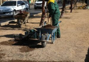 حرکت تازه در مدیریت سبز شهری؛ بهسازی بلوارهای منطقه یک با رویکرد کاهش چمن و کاشت گیاهان کمآب