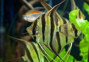 تولید و پرورش ۳۰ هزار قطعه ماهی زینتی در بیضا