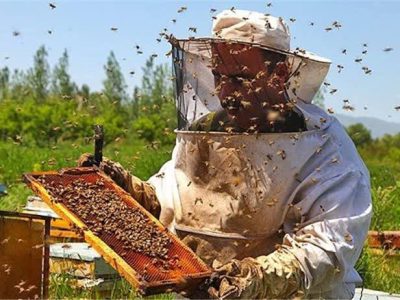 تولید ۳۰ تن عسل در نی‌ریز
