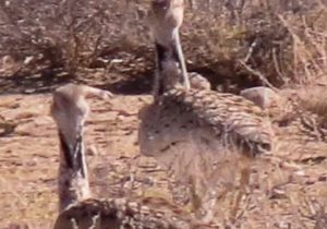 سرشماری هوبره در مناطق آزاد فسا با مشارکت همیاران محیط زیست
