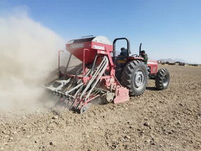 پیش‌بینی کشت ۲۸ هزار هکتار غلات پاییزه در بیضا