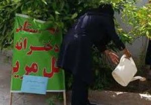 پویش نهال امید تجلیل از شهدای دانش‌آموز در شهرستان فسا