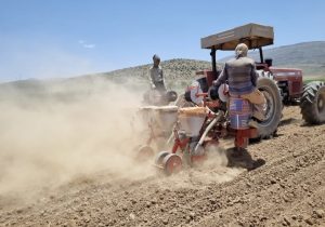 اجرای طرح بذرمال باکتریایی در مزارع لوبیای اقلید