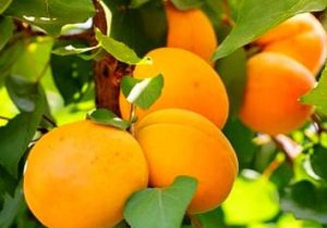 برداشت زردآلو در داراب
