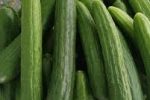 آغاز برداشت خیار سبز بهاره در ۵۰۰ هکتار از اراضی قیروکارزین