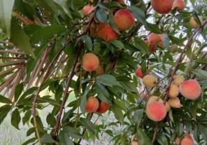کاشت موفق درخت هلو برای نخستین بار در شهرستان قیروکارزین